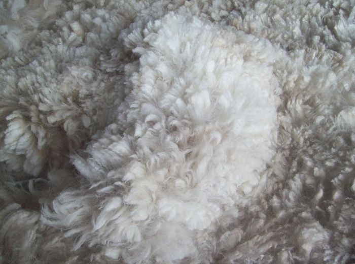 Superfine Alpaca Fleeces